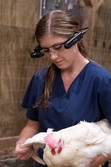 Woman with VR goggles on a farm, holding a chicken