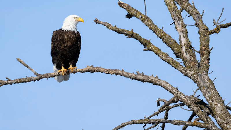 Eagles Nest – Where innovation and conservation meet