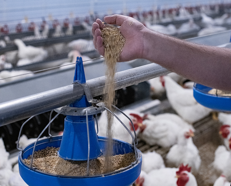 Poultry has lowest carbon footprint